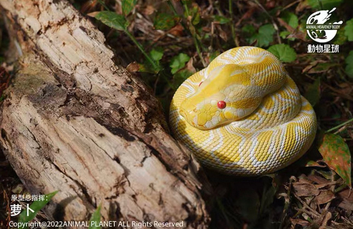 Burmese Python (Albino) | Python Bivittatus