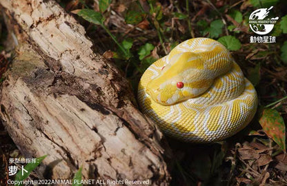 Burmese Python (Albino) | Python Bivittatus