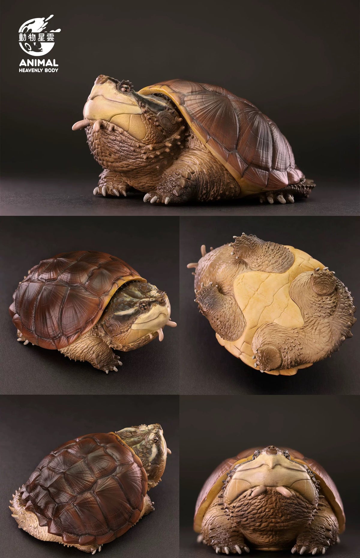 Central American Snapping Turtle | Chelydra Rossignonii