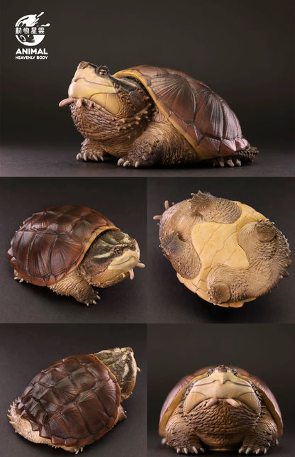 Central American Snapping Turtle | Chelydra Rossignonii