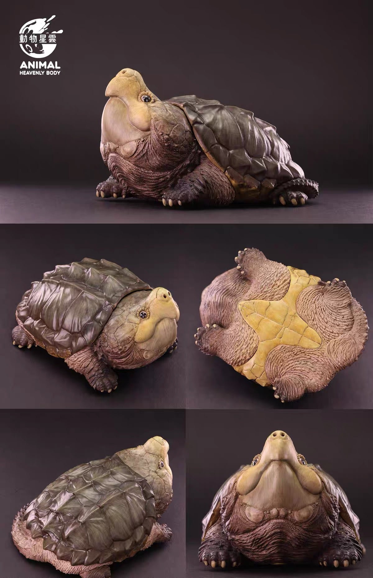 Alligator Snapping Turtle |  Macrochelys Temminckii