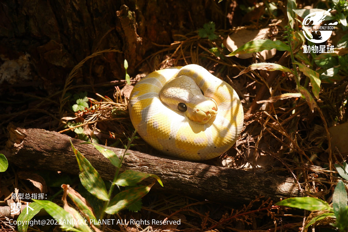Ball Python (Banana) | Python Regius