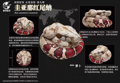 Boa Constrictor | Boa Constrictor Constrictor