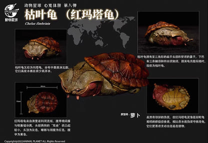 Mata Mata Turtle (Red) | Chelus Fimbriatus