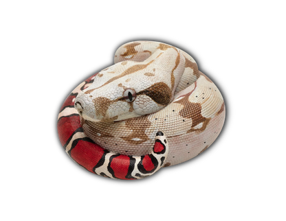 Boa Constrictor Red Tailed (Boa constrictor)