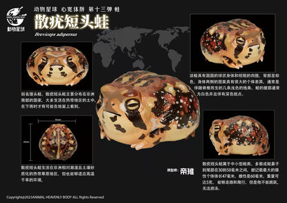 Rain Frog | Breviceps Adspersus