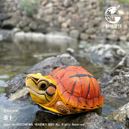 Three-banded Box Turtle | Cuora Trifasciata