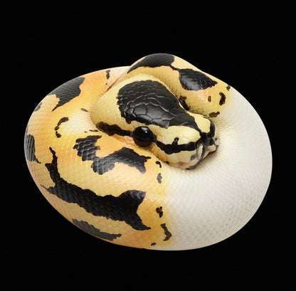 Ball Python (Pied) | Python Regius