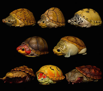 Salvin's Giant Musk Turtle | Staurotypus Salvinii