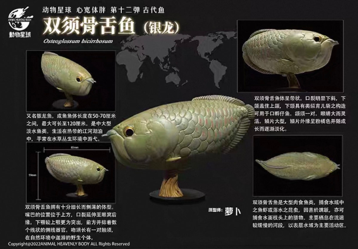 Silver Arowana | Osteoglossum Bicirrhosum