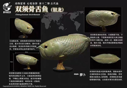 Silver Arowana | Osteoglossum Bicirrhosum