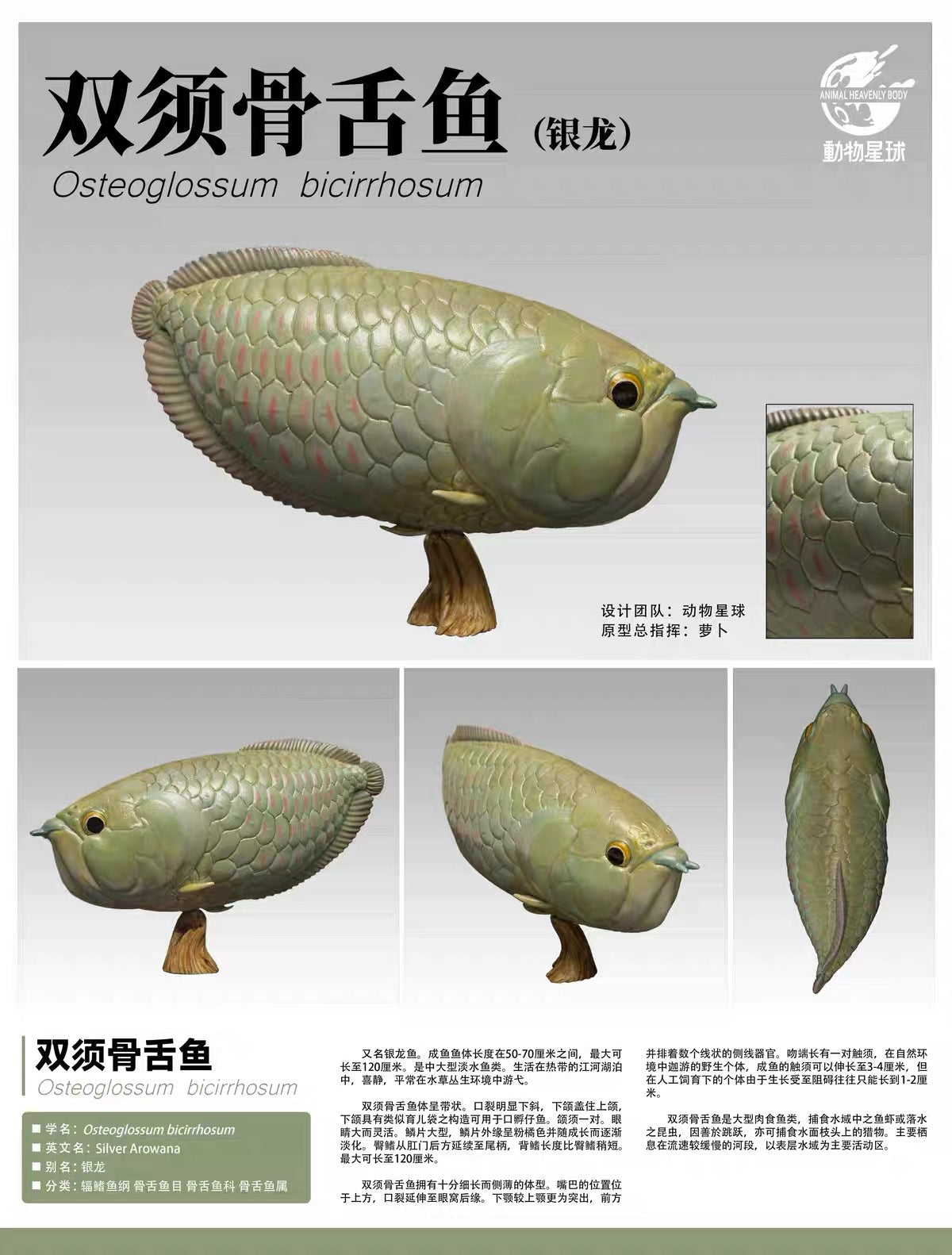 Silver Arowana | Osteoglossum Bicirrhosum