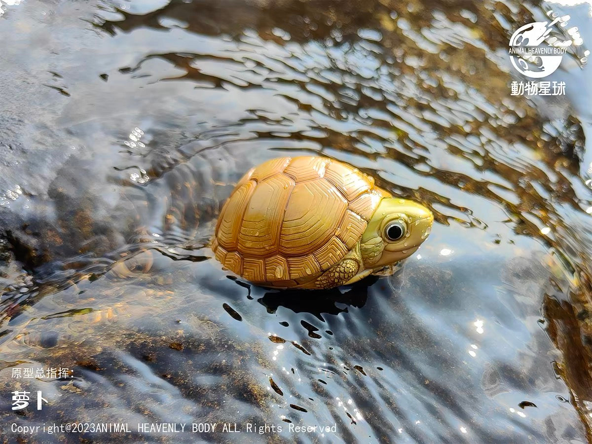 Yellow Pond Turtle | Mauremys Mutica