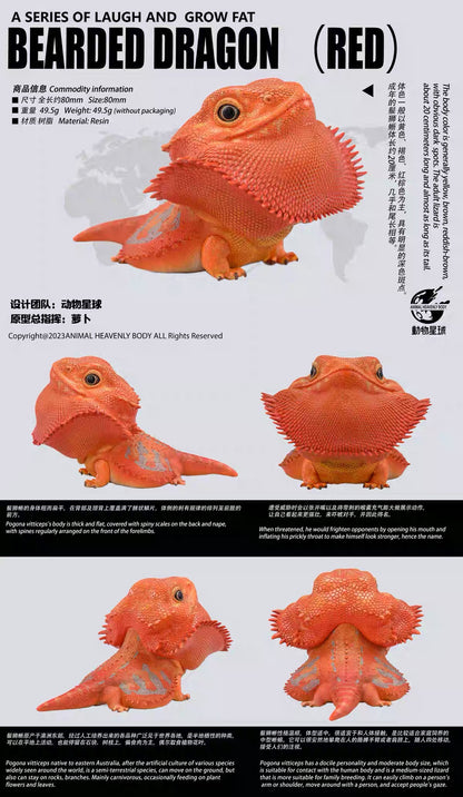 Central Bearded Dragon (Red) | Pogona Vitticeps