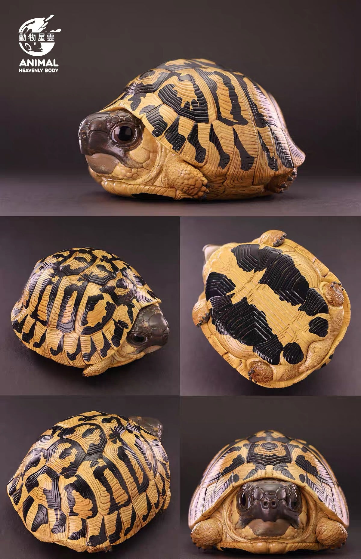 Hermann's Tortoise | Testudo Hermanni