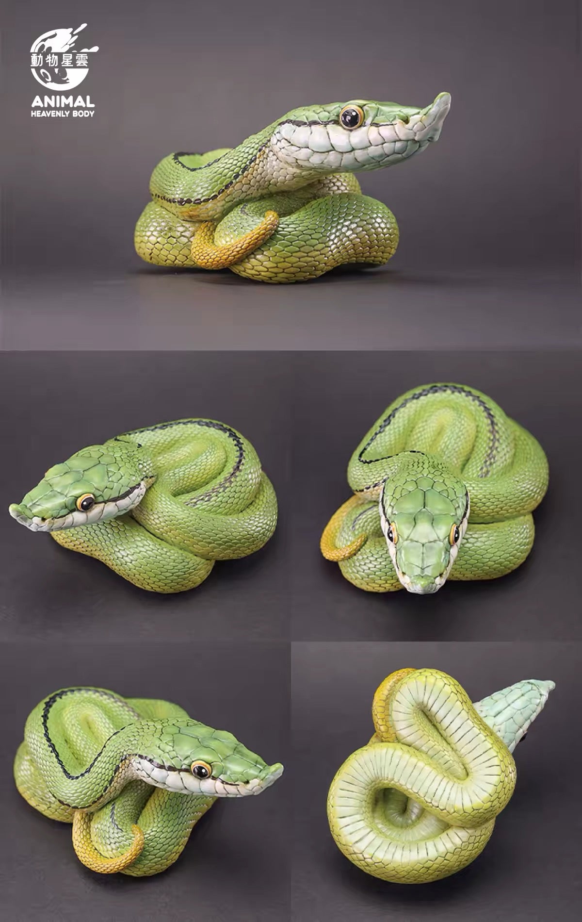 Baron's Green Racer | Philodryas Baroni