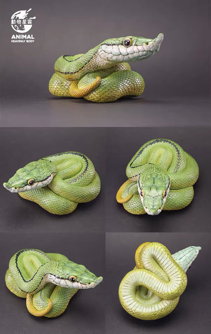 Baron's Green Racer | Philodryas Baroni