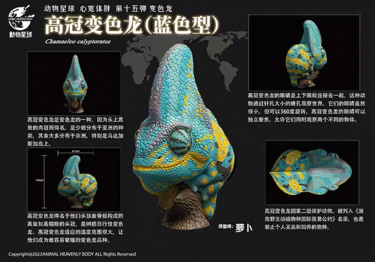 Veiled Chameleon (Blue) | Chamaeleo Calyptratus