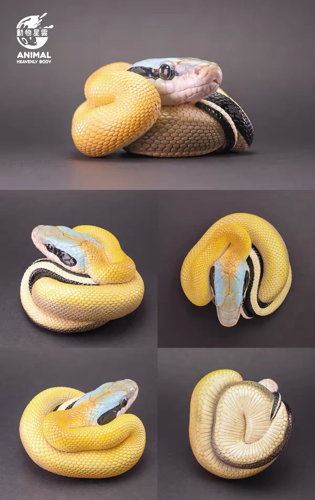 Beauty Rat Snake | Elaphe Taeniura Ridleyi