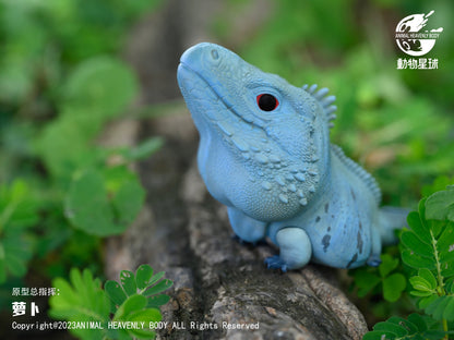 Blue Iguana | Cyclura Lewisi