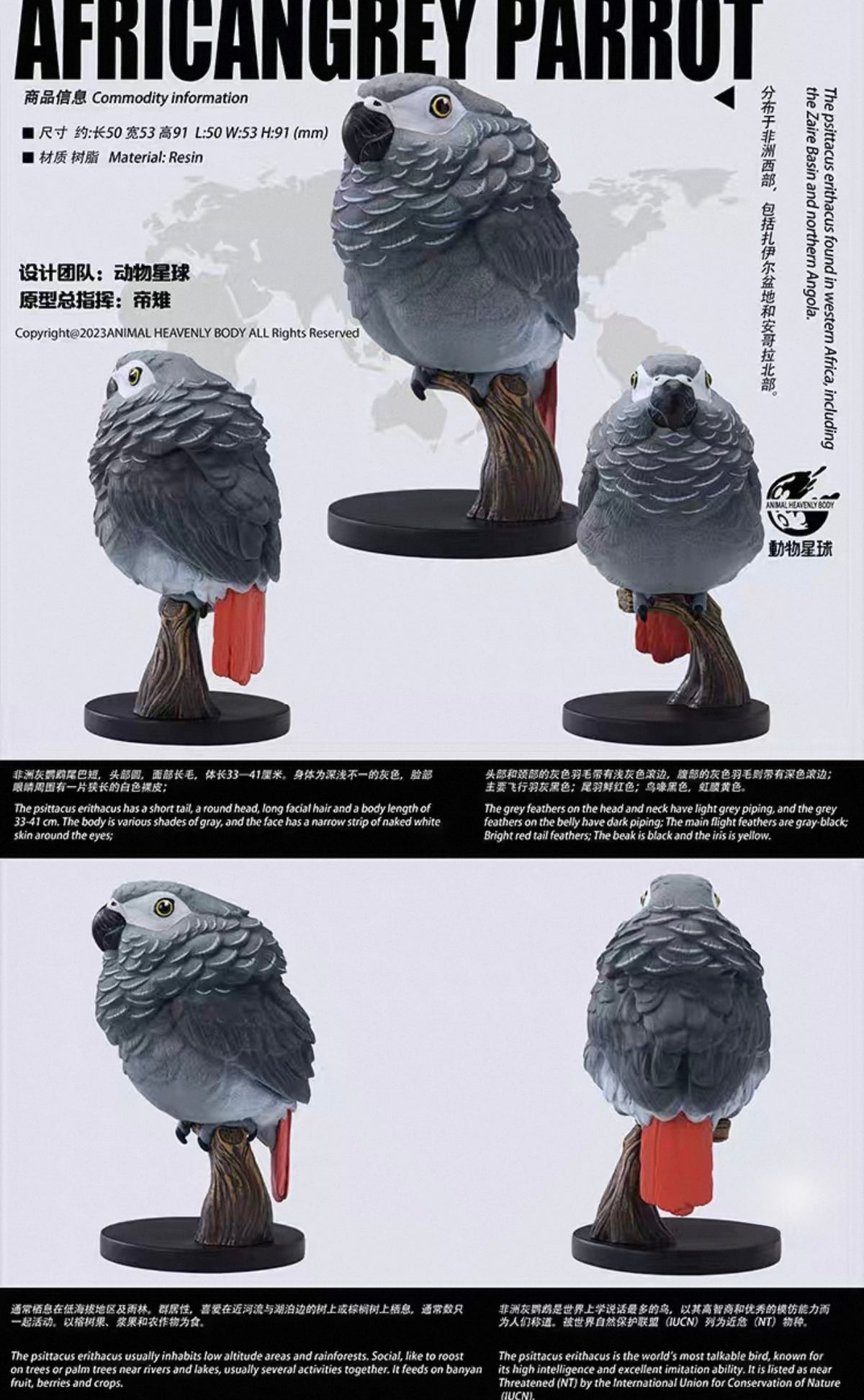African Grey Parrot | Psittacus Erithacus