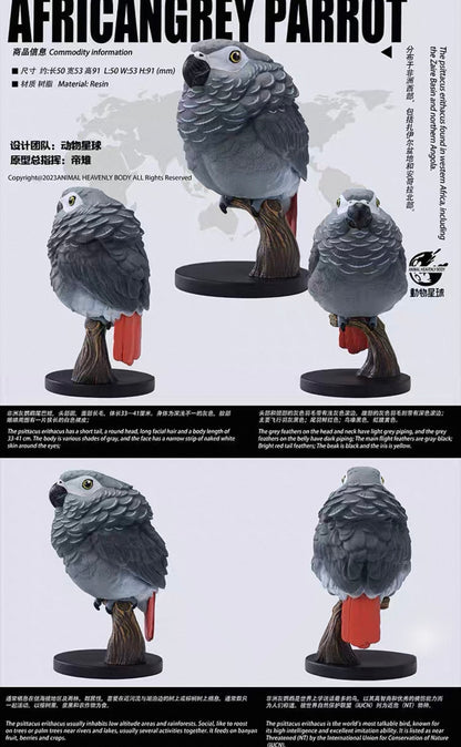 African Grey Parrot | Psittacus Erithacus