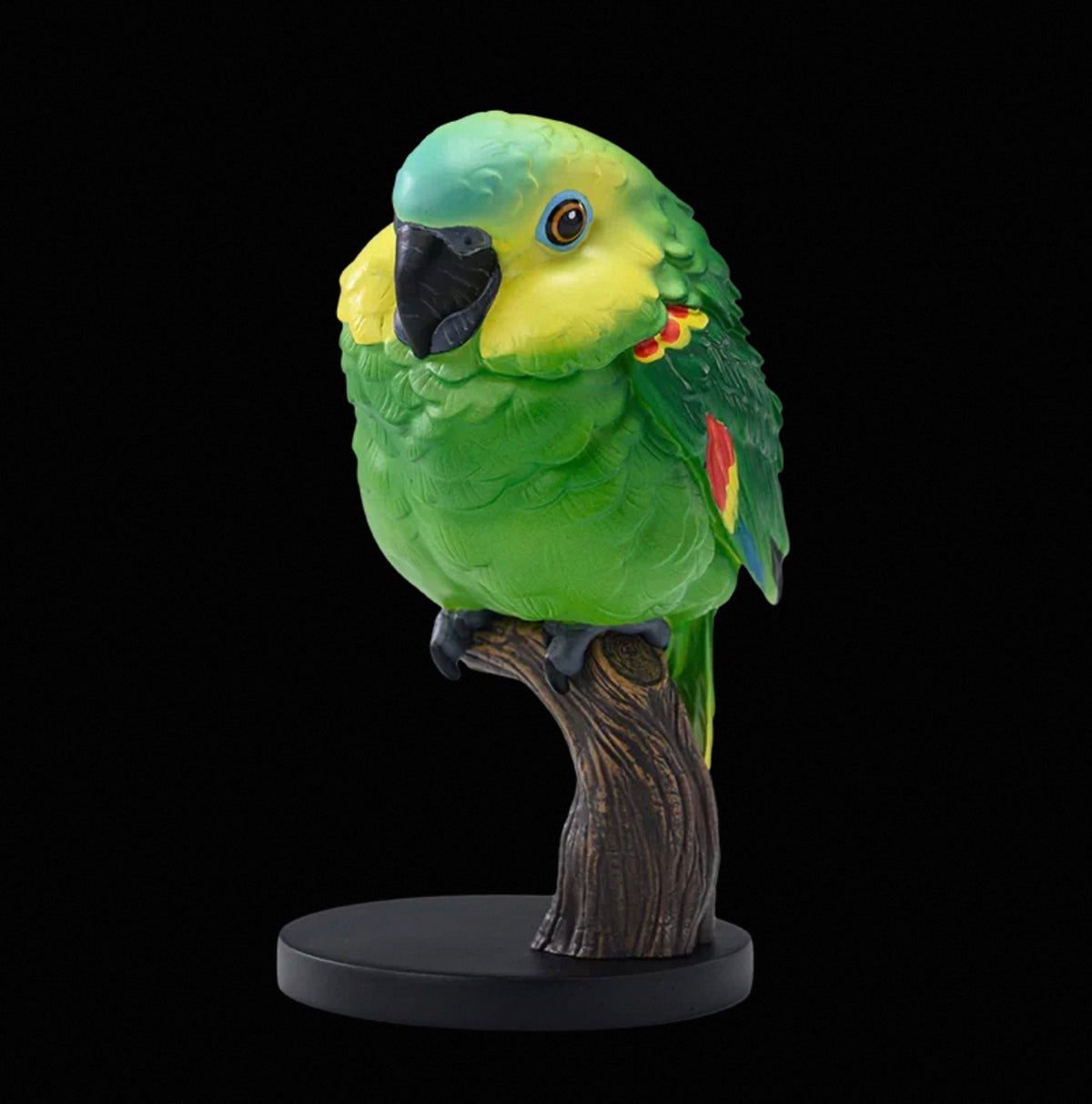 Blue-crowned Parakeet | Thectocercus Acuticaudatus