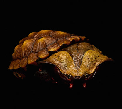 Mata Mata Turtle (Black) | Chelus Fimbriatus