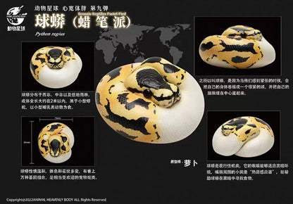 Ball Python (Pied) | Python Regius