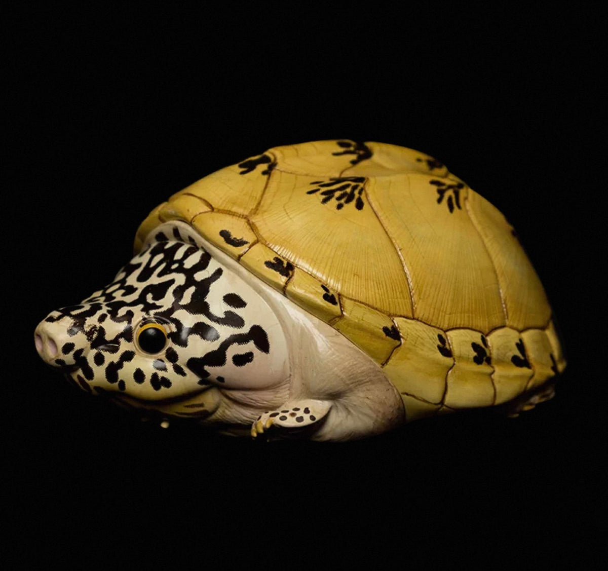 Mexican Giant Musk Turtle | Staurotypus Triporcatus