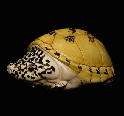 Mexican Giant Musk Turtle | Staurotypus Triporcatus