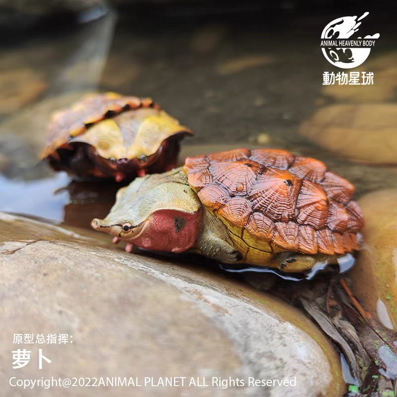 Mata Mata Turtle (Red) | Chelus Fimbriatus