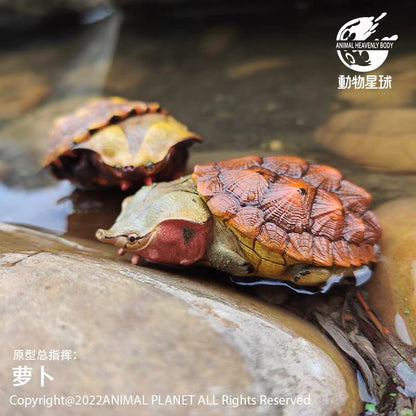 Mata Mata Turtle (Red) | Chelus Fimbriatus