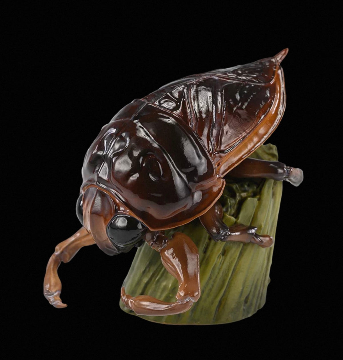 Giant Water Bug | Lethocerus Deyrollei