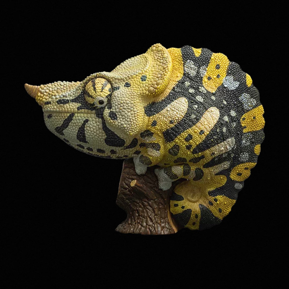 Meller's Chameleon | Trioceros Melleri
