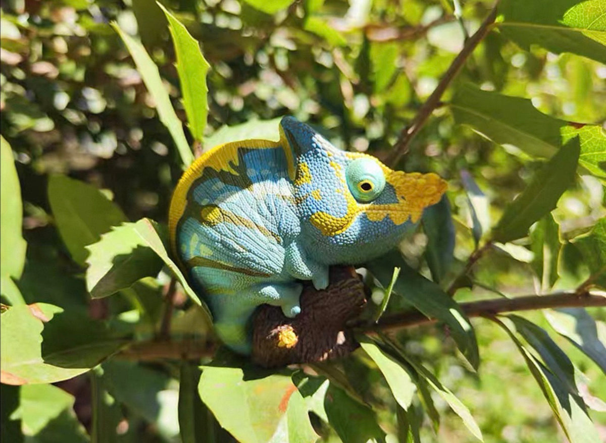 Parson’s Chameleon | Calumma Parsonii