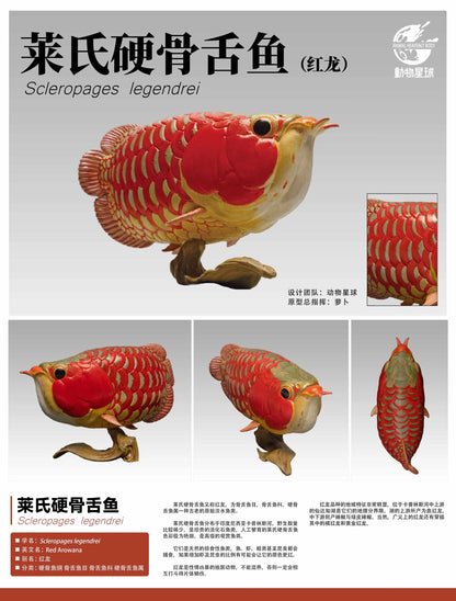 Indonesian Red Arowana | Scleropages Legendrei
