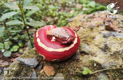 Red Blood Python | Python Brongersmai