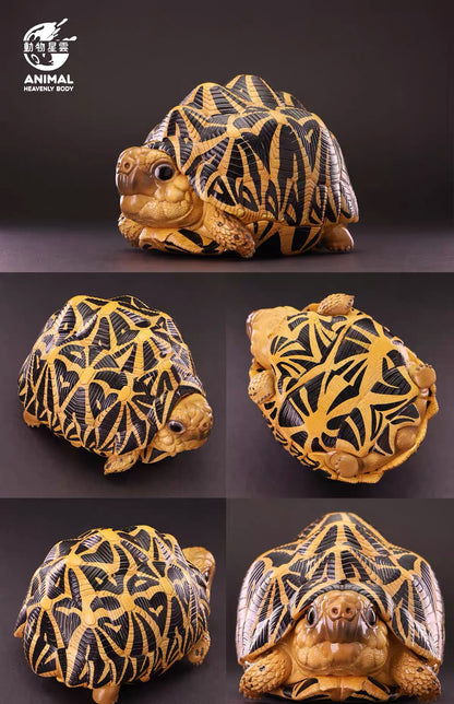 Indian Star Tortoise | Geochelone Elegans