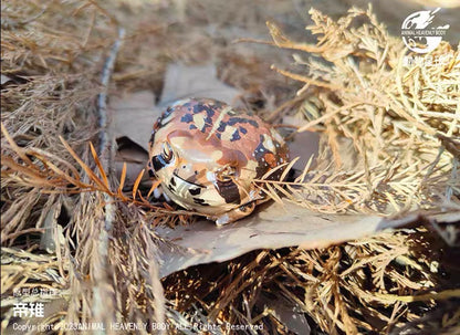 Rain Frog | Breviceps Adspersus