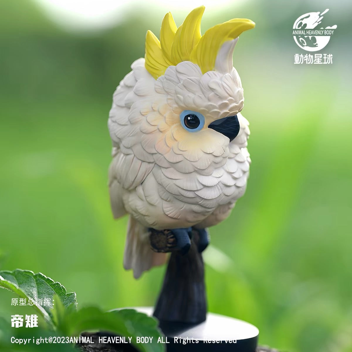 Sulphur-crested Cockatoo | Cacatua Galerita