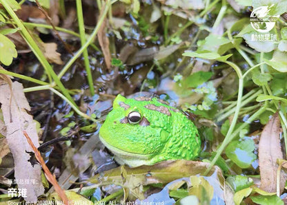 Cranwells Horned Frog | Ceratophrys Cranwelli