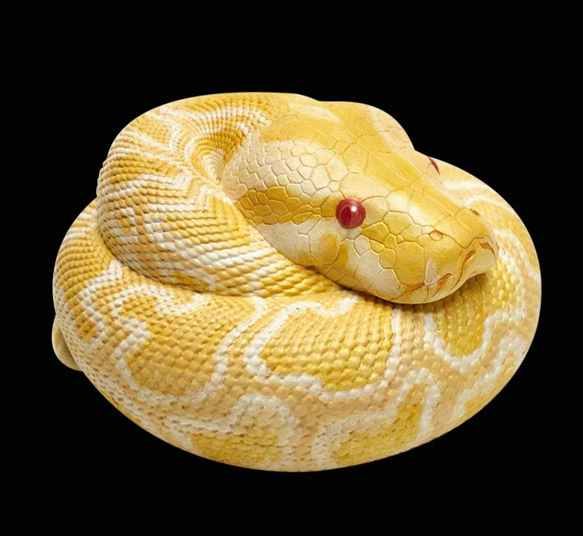 Burmese Python (Albino) | Python Bivittatus