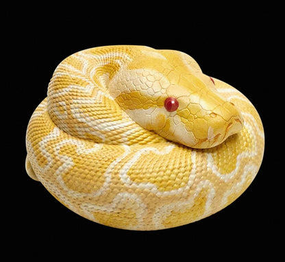 Burmese Python (Albino) | Python Bivittatus