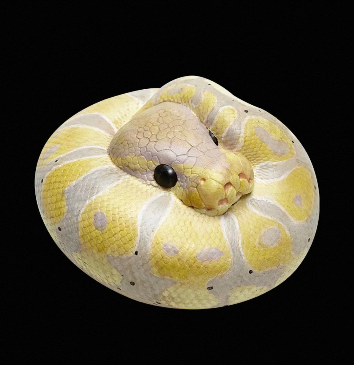Ball Python (Banana) | Python Regius
