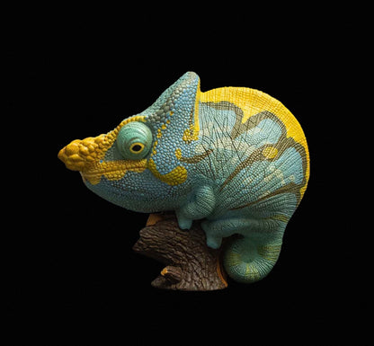 Parson’s Chameleon | Calumma Parsonii