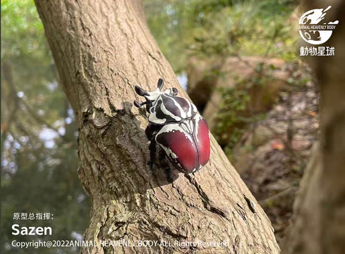Goliath Beetle | Goliathus Goliatus