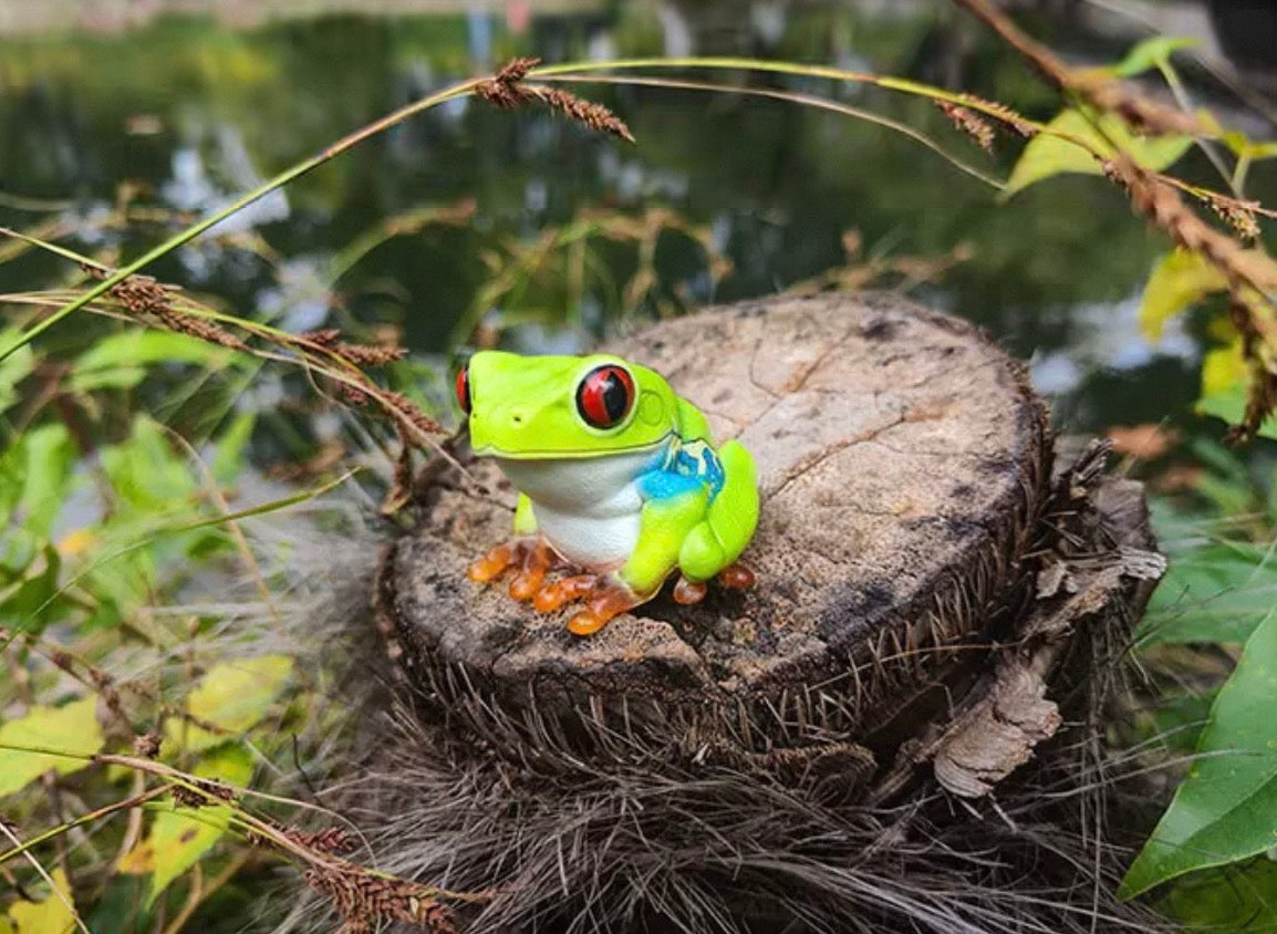 Red Eyed Tree Frog | Agalychnis Callidryas
