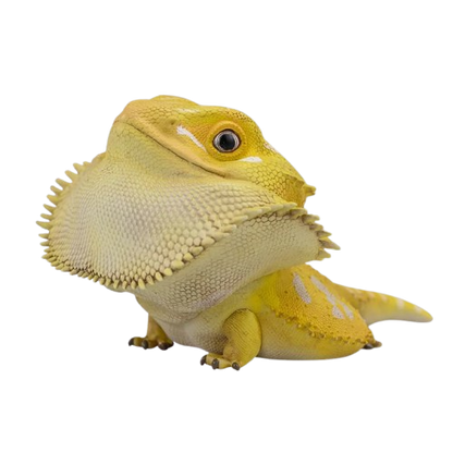 Central Bearded Dragon (Citrus) | Pogona Vitticeps