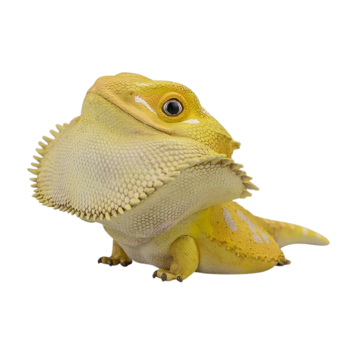 Central Bearded Dragon (Citrus) | Pogona Vitticeps